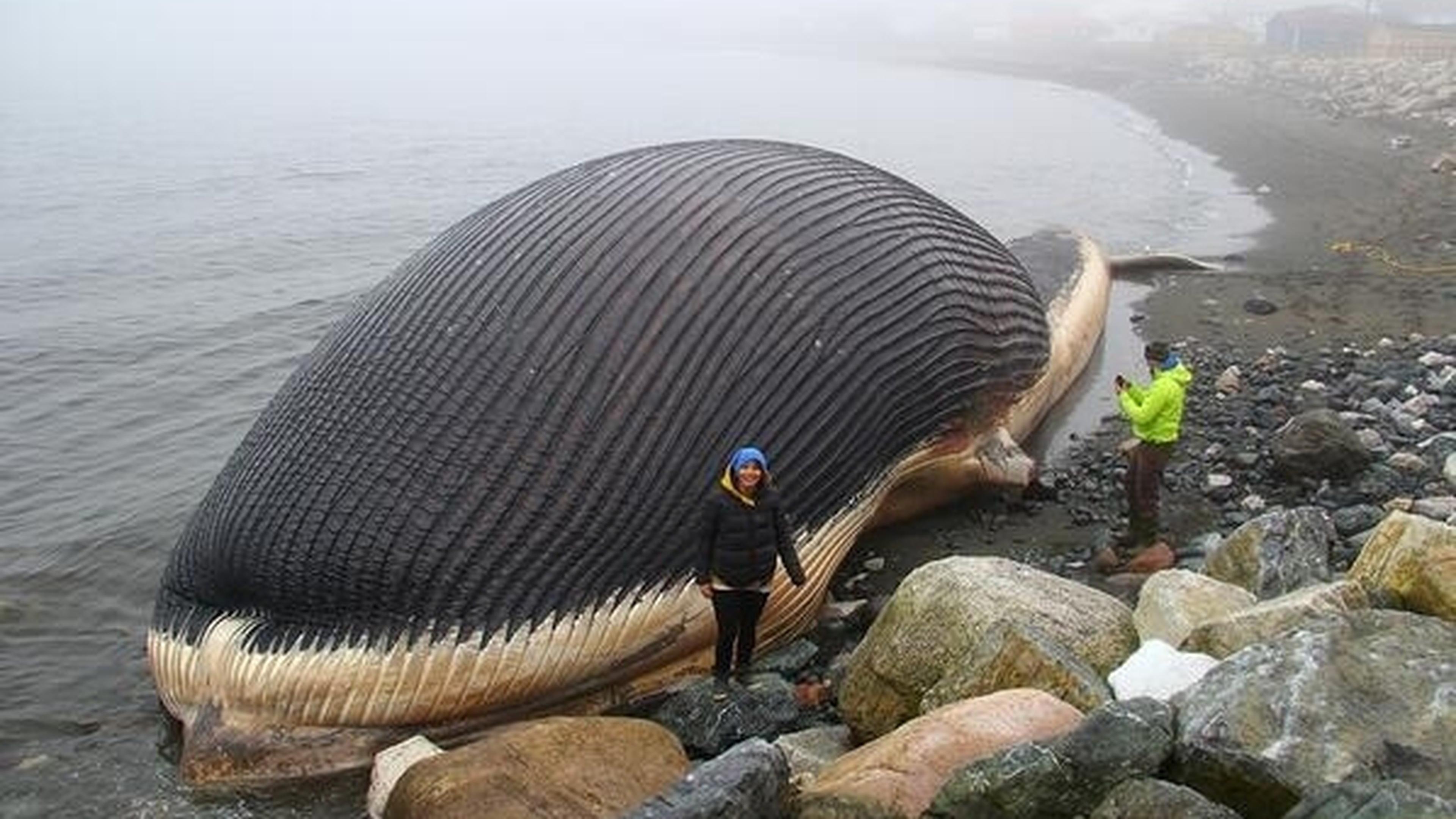 Canadian fishing village fears exploding whale! | Luxembourg Times